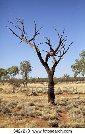 Bare tree in an arid Landscape, Uluru Kata Tjuta National Park, Australia View Large Photo Image Stock Image - Bare tree in an arid Landscape, Uluru Kata Tjuta National Park, Australia . Fotosearch