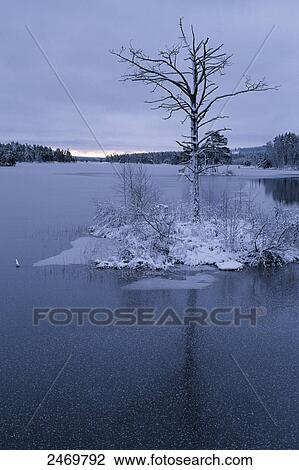 Stock Image - Bare tree in lake, Vikensee, Beateberg, Sweden . Fotosearch