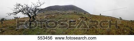 Bare tree with volcano in background, Slemish Mountain, County Antrim, Ireland View Large Photo Image Stock Photograph - Bare tree with volcano in background, Slemish Mountain, County Antrim, Ireland . Fotosearch