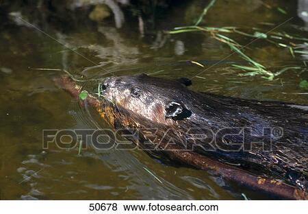 Stock Photo - Beaver swimming in water, Jasper National Park, Alberta, Canada . Fotosearch