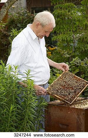 Picture - Beekeeper presenting hive, Dueren, Germany, three quarter length . Fotosearch