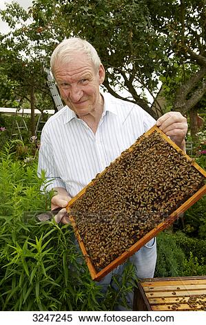 Beekeeper presenting hive, Dueren, Germany, three quarter length View Large Photo Image Stock Photography - Beekeeper presenting hive, Dueren, Germany, three quarter length . Fotosearch