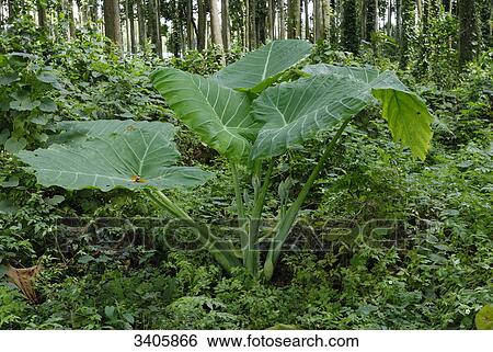Stock Photograph - Big leafs, Bali, Indonesia, Asia . Fotosearch