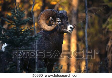 Bighorn sheep (Ovis canadensis) standing in forest, Jasper National Park, Alberta, Canada View Large Photo Image Stock Image - Bighorn sheep (Ovis canadensis) standing in forest, Jasper National Park, Alberta, Canada . Fotosearch