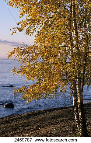 Stock Photo - Birch tree at lakeside, Vaetternsee, Goetaland, Sweden . Fotosearch