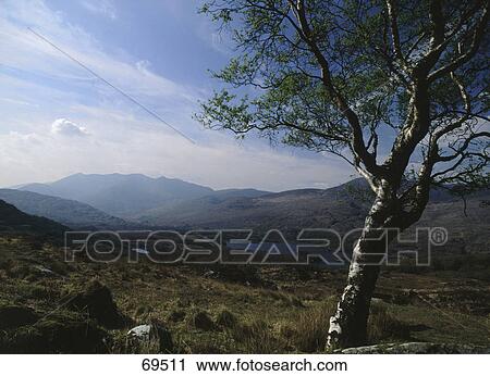 Stock Image - Birch tree on hill, Killarney National Park, Iveragh Peninsula, County Kerry, Republic Of Ireland . Fotosearch