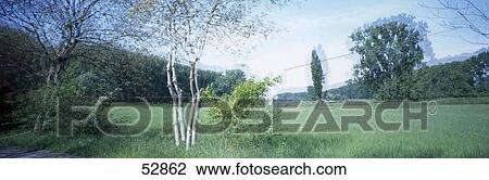Stock Image - Birch trees in meadow . Fotosearch