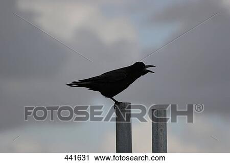 Bird on wooden post View Large Photo Image Stock Image - Bird on wooden post . Fotosearch