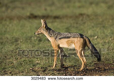 Black-backed jackal (Canis mesomelas), Kenya, Africa, side view View Large Photo Image Stock Image - Black-backed jackal (Canis mesomelas), Kenya, Africa, side view . Fotosearch