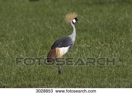 Stock Image - Black Crowned Crane (Balearica pavonina), Kenya, Africa, side view . Fotosearch