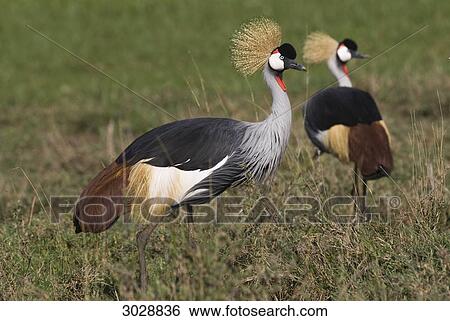 Black Crowned Crane (Balearica pavonina), Kenya, Africa, close-up View Large Photo Image Stock Photograph - Black Crowned Crane (Balearica pavonina), Kenya, Africa, close-up . Fotosearch