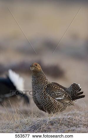 Black Grouse ((Tetrao tetrix) in field View Large Photo Image Stock Photo - Black Grouse ((Tetrao tetrix) in field . Fotosearch