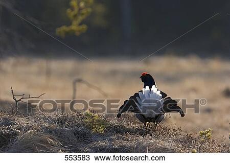Black Grouse ((Tetrao tetrix) spreading its wings in field View Large Photo Image Stock Image - Black Grouse ((Tetrao tetrix) spreading its wings in field . Fotosearch