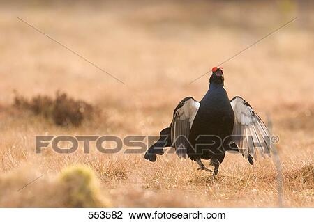 Black Grouse ((Tetrao tetrix) walking in field View Large Photo Image Stock Image - Black Grouse ((Tetrao tetrix) walking in field . Fotosearch