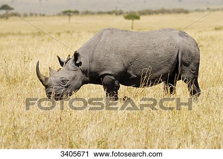 Black Rhino, Diceros bicornis, Masai Mara, Kenya View Large Photo Image Stock Image - Black Rhino, Diceros bicornis, Masai Mara, Kenya . Fotosearch