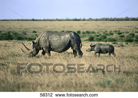 Stock Image - Black Rhinoceros walking with its calf in steppe . Fotosearch