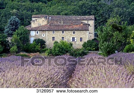Blooming lavender field and stone house, Vaucluse, France View Large Photo Image Stock Photo - Blooming lavender field and stone house, Vaucluse, France . Fotosearch