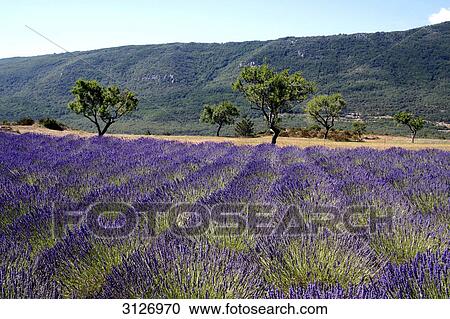 Blooming lavender field, Alpes-de-Haute-Provence, France View Large Photo Image Stock Image - Blooming lavender field, Alpes-de-Haute-Provence, France . Fotosearch