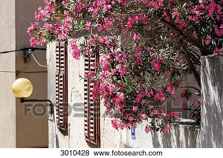 Stock Photo - Blossoming rhododendron in the old quarter of Sibenik, Croatia . Fotosearch