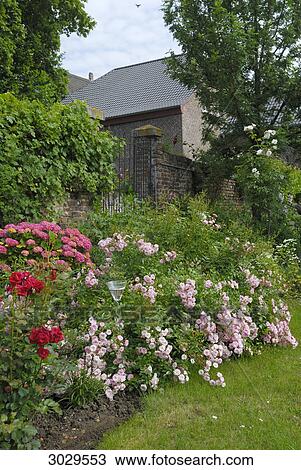 Stock Image - Bushes with flowers in front of a fence . Fotosearch