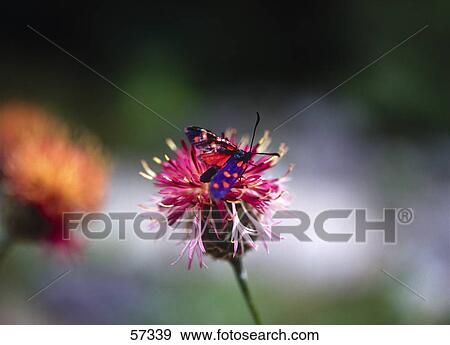 Stock Photo - Butterfly pollinating on flower, Triglav National Park, Slovenia . Fotosearch