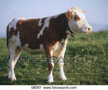 Calf standing in field View Large Photo Image Stock Photo - Calf standing in field . Fotosearch