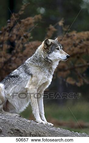 Canadian Gray wolf (Canis lupus) in forest, Canada View Large Photo Image Stock Photo - Canadian Gray wolf (Canis lupus) in forest, Canada . Fotosearch