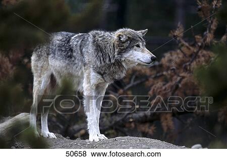 Stock Photo - Canadian Gray wolf (Canis lupus) in forest, Canada . Fotosearch