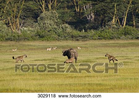 Stock Photo - Cape buffalo (Syncerus caffer) surrounded by Spotted Hyenas (Crocuta crocuta), Lake Nakuru National Park, Kenya . Fotosearch