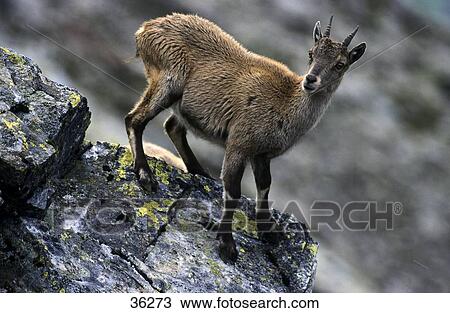 Stock Image - Chamois (Rupicapra rupicapra) standing on mountain . Fotosearch