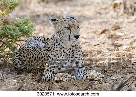 Cheetah (Acinonyx jubatus), Kenya, Africa, close-up View Large Photo Image Stock Image - Cheetah (Acinonyx jubatus), Kenya, Africa, close-up . Fotosearch