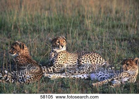 Cheetah (Acinonyx jubatus) lying with its cubs in steppe, Kenya View Large Photo Image Stock Photography - Cheetah (Acinonyx jubatus) lying with its cubs in steppe, Kenya . Fotosearch