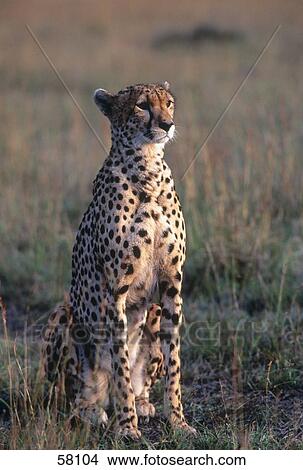 Picture - Cheetah (Acinonyx jubatus) sitting in steppe, Kenya . Fotosearch