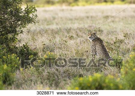 Cheetah (Acinonyx jubatus) sitting, Kenya, Africa View Large Photo Image Stock Image - Cheetah (Acinonyx jubatus) sitting, Kenya, Africa . Fotosearch