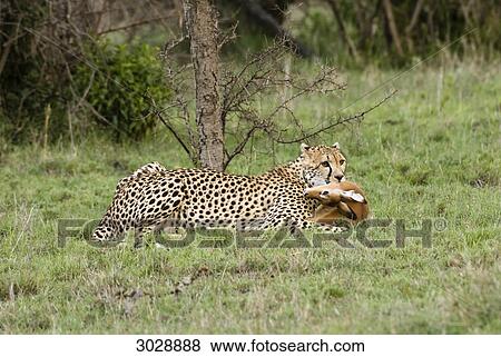 Stock Photo - Cheetah (Acinonyx jubatus) with kill in its mouth, Kenya, Africa . Fotosearch