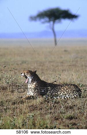 Cheetah (Acinonyx jubatus) yawning in steppe, Kenya View Large Photo Image Stock Photograph - Cheetah (Acinonyx jubatus) yawning in steppe, Kenya . Fotosearch