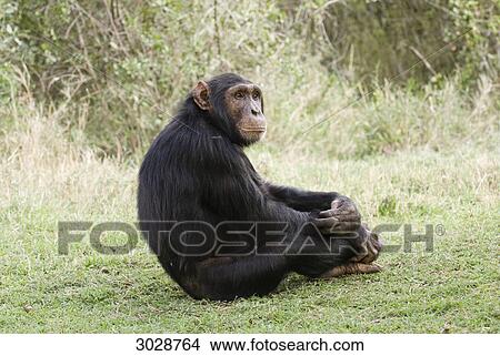 Chimpanzee (Pan troglodytes) sitting, Kenya, Africa View Large Photo Image Picture - Chimpanzee (Pan troglodytes) sitting, Kenya, Africa . Fotosearch