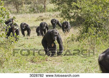 Stock Image - Chimpanzees (Pan troglodytes), Sweetwaters Privat Reserve, Kenya, front view . Fotosearch