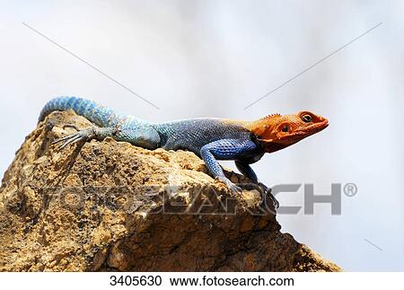 Chisel-teeth lizard, Agama agama, Meru National Park, Kenya View Large Photo Image Stock Image - Chisel-teeth lizard, Agama agama, Meru National Park, Kenya . Fotosearch