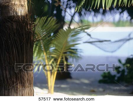 Stock Photo - Close-up of a palm tree with a hammock in the background . Fotosearch