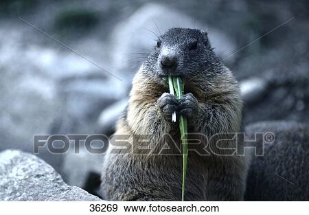 Stock Photo - Close-up of Alpine Marmota (Marmota marmota) eating grass . Fotosearch