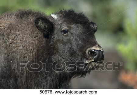 Close-up of American Bison (Bison bison), Waterton National Park, Canada View Large Photo Image Stock Photograph - Close-up of American Bison (Bison bison), Waterton National Park, Canada . Fotosearch