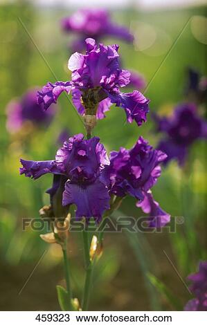 Close-up of Bearded Iris flowers View Large Photo Image Stock Image - Close-up of Bearded Iris flowers . Fotosearch
