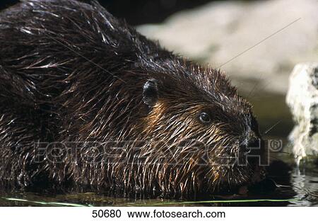 Close-up of beaver, Jasper National Park, Alberta, Canada View Large Photo Image Stock Image - Close-up of beaver, Jasper National Park, Alberta, Canada . Fotosearch