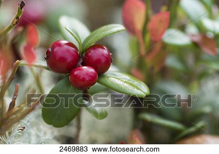 Stock Image - Close-up of berries of Arctostaphylos uva-ursi, Norway . Fotosearch