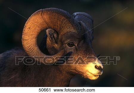 Close-up of Bighorn sheep (Ovis canadensis) in forest, Jasper National Park, Alberta, Canada View Large Photo Image Stock Image - Close-up of Bighorn sheep (Ovis canadensis) in forest, Jasper National Park, Alberta, Canada . Fotosearch