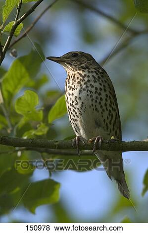 Close-up of bird perching on branch View Large Photo Image Stock Photo - Close-up of bird perching on branch . Fotosearch