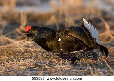 Stock Photography - Close-up of Black Grouse ((Tetrao tetrix) in field . Fotosearch