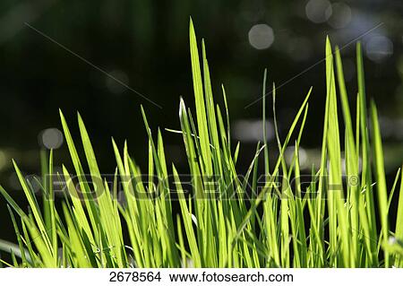 Picture - Close-up of blades of grass . Fotosearch