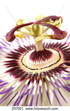 Stock Image - Close-up of blooming flower of Granadilla Maracuja . Fotosearch